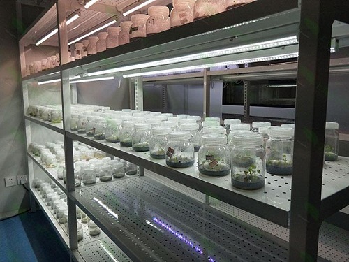 陇川植物组织培养实验室设计建设方案